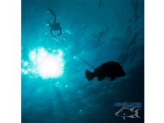 Headhunter Predator Roller Pole Spear