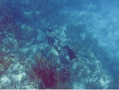 Speardiver Reef Spearfishing Wetsuit