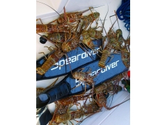 Speardiver C90 Carbon Fins